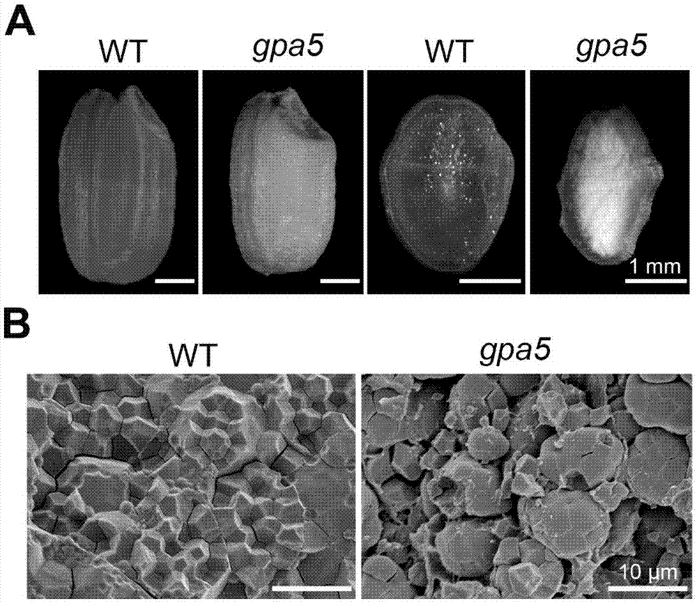 一种植物谷蛋白分选相关蛋白OsGPA5及其编码基因与应用的制作方法