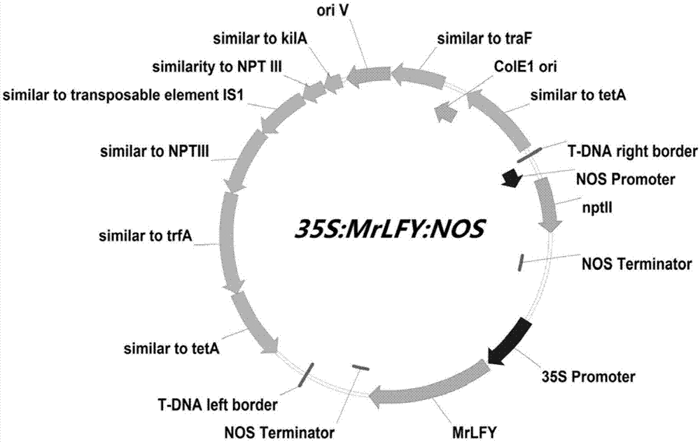 一种杨梅MrLFY基因及其应用的制作方法