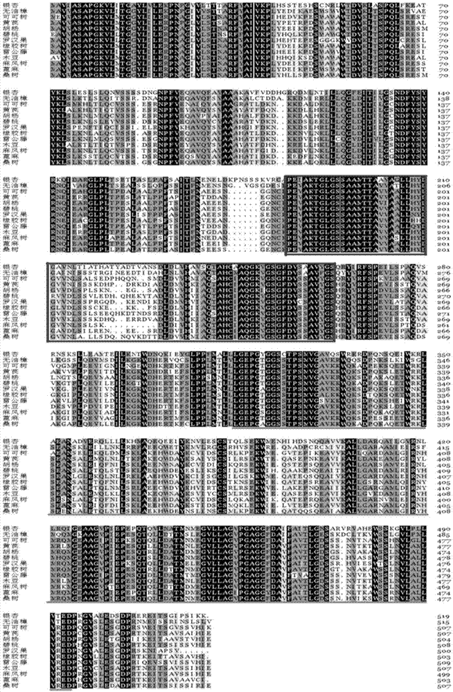 一个银杏萜类化合物合成路径中的磷酸甲羟戊酸激酶基因及其编码蛋白与应用的制作方法