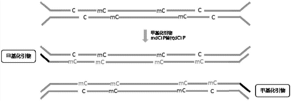 一种hemi-m甲基化修饰引物及其应用的制作方法