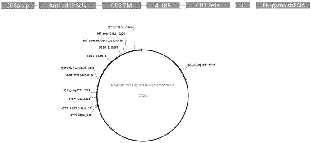 干扰IFN-gama表达的CD19-CAR-T细胞及其应用的制作方法