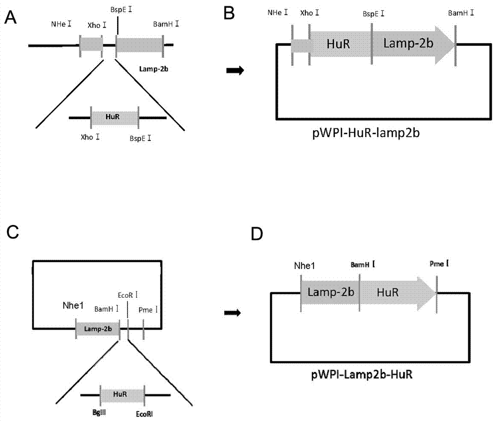 递送融合型RNA结合蛋白的表达载体及其制备方法和应用与流程