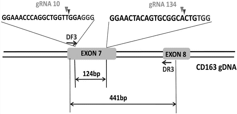 一种利用crispr/cas9编辑大白猪cd163基因的方法与流程