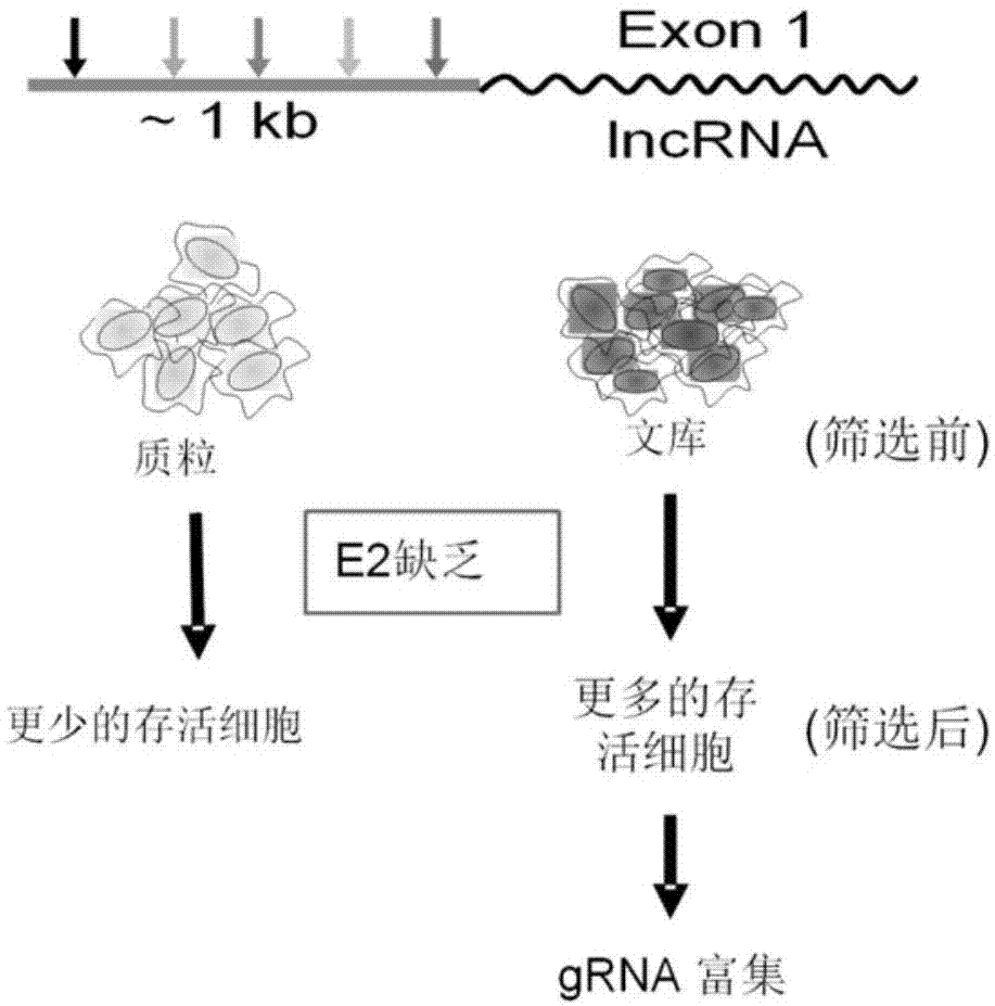 一种非编码RNA分子lnc-DC在预测乳腺癌他莫昔芬耐药中的应用的制作方法