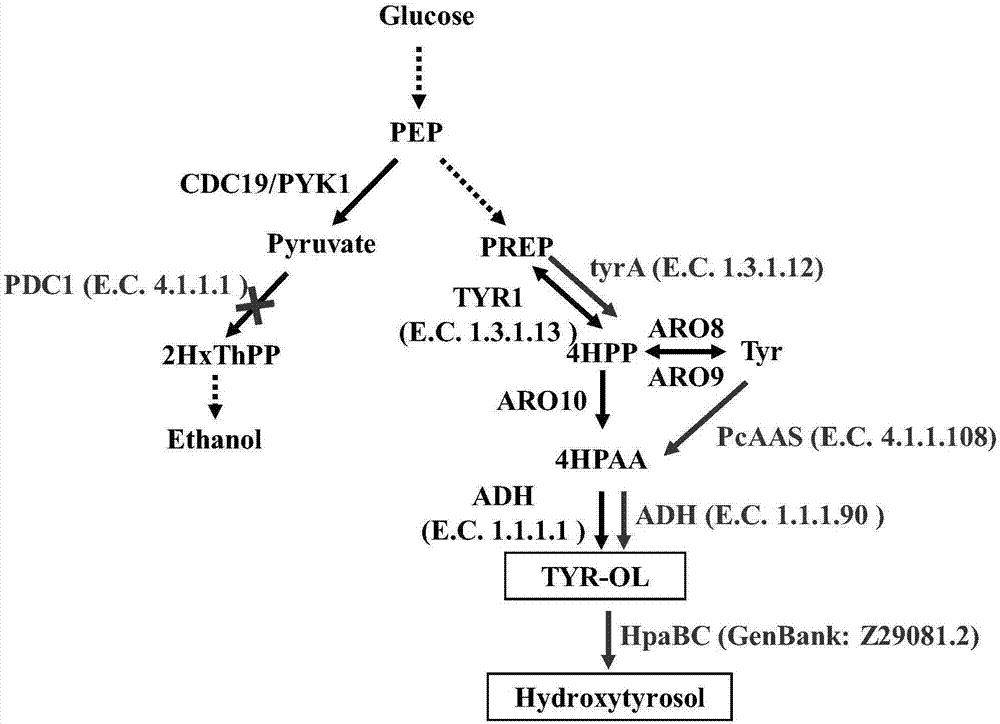 一种生产酪醇及羟基酪醇的酵母及构建方法与流程