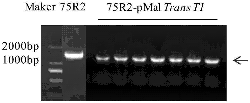 大黄素糖基转移酶蛋白FtUGT75R2及其编码基因与应用的制作方法