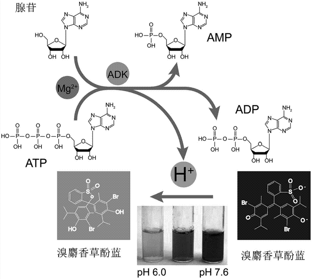一种快速灵敏地测定腺苷激酶活性的比色法的制作方法