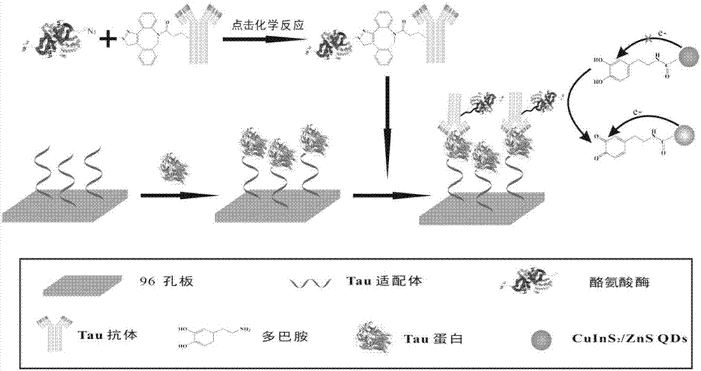 一种基于多巴胺修饰的三元量子点的间接免疫荧光检测疾病标志物的方法与流程