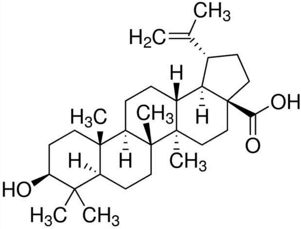 桦木酸促进脂肪酸氧化的应用的制作方法