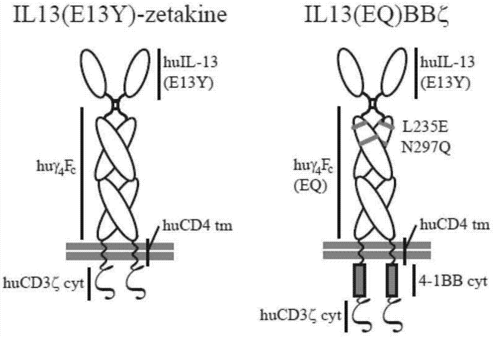 施用工程化T细胞以治疗中枢神经系统中的癌症的制作方法