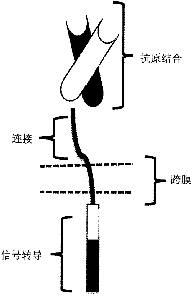 嵌合抗原受体和使用方法与流程