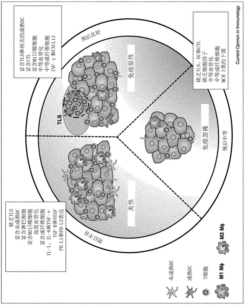 HLA-B57开放型构象异构体的制作方法