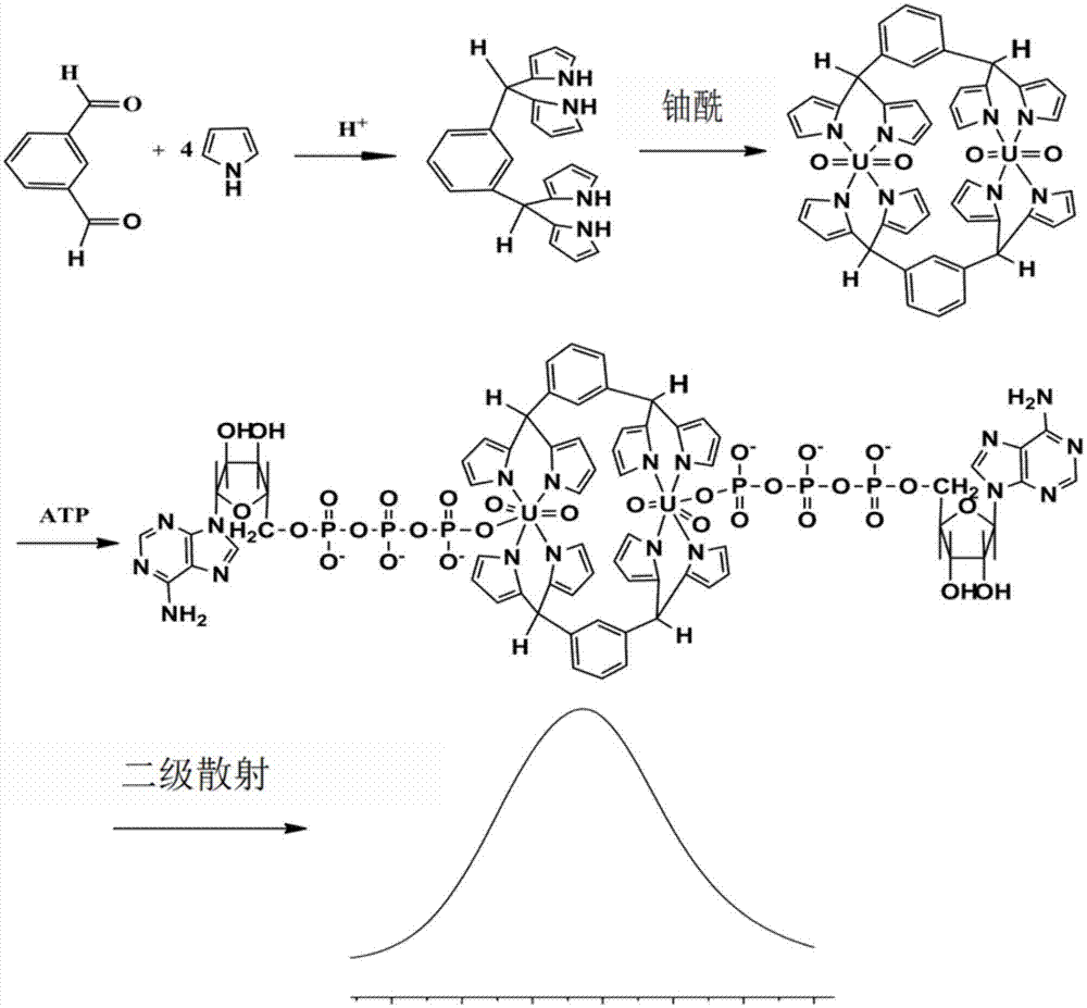 一种双核铀酰配合物在ATP分析中的应用的制作方法
