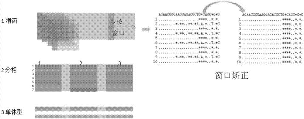 一种获得基因单体型序列的方法及其应用与流程