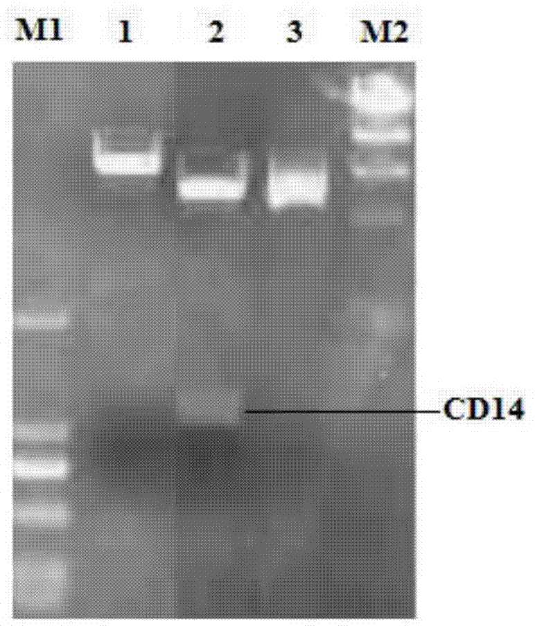 沉默荣昌猪CD14表达的siRNA及筛选方法与应用与流程
