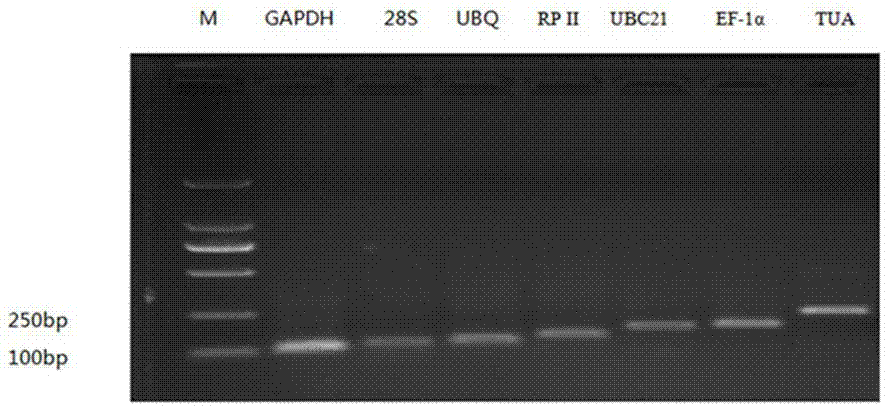 用于筛选冬瓜实时荧光定量PCR内参基因EF-1α的引物的制作方法