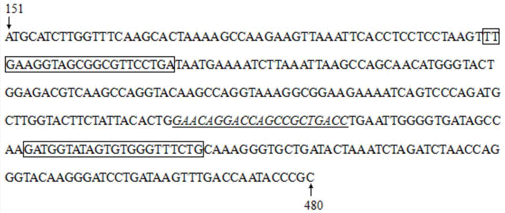 一种禽传染性支气管炎病毒的实时荧光定量RT-PCR检测方法与流程