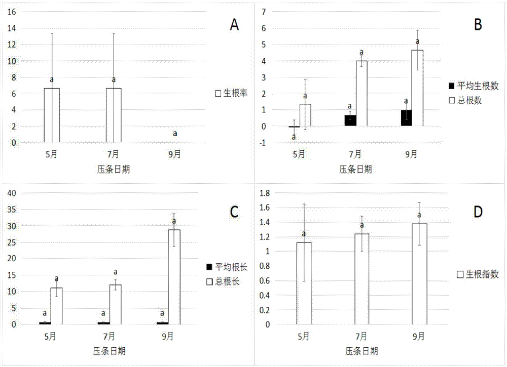 一种龙船花基于高空压条的水培方法与流程