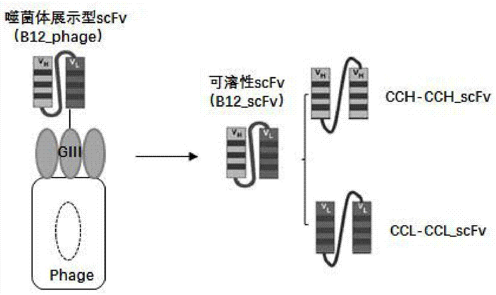 一种人源分子改造杀虫蛋白、编码基因及其设计方法与应用与流程