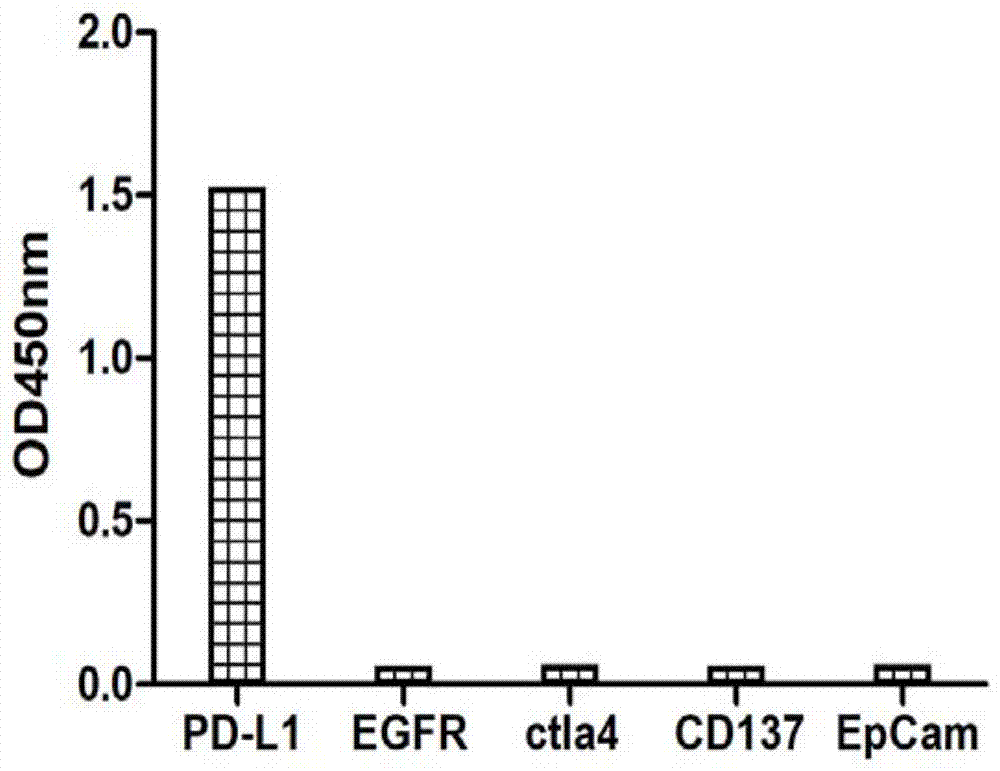 一种抗人PD-L1抗体及其应用的制作方法
