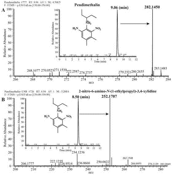 硝基还原酶基因lnr及其编码的蛋白和应用的制作方法