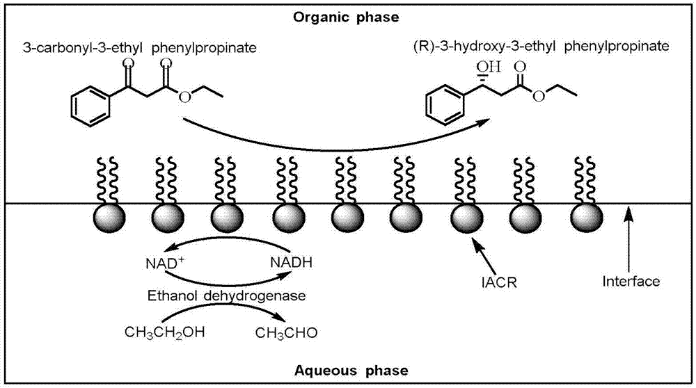 一种界面自组装羰基还原酶及在(R)-3-羟基-3-苯基丙酸乙酯合成中的应用的制作方法