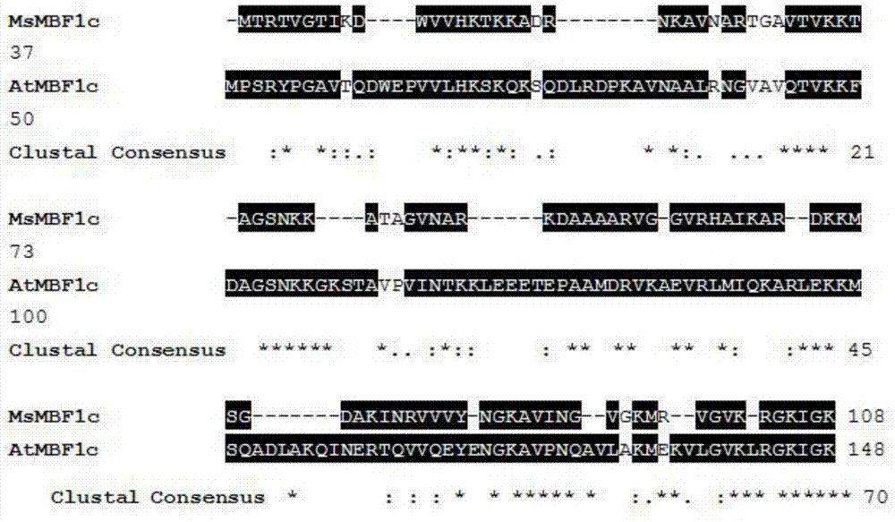 紫花苜蓿抗旱耐热基因MsMBF1c的编码序列及应用的制作方法