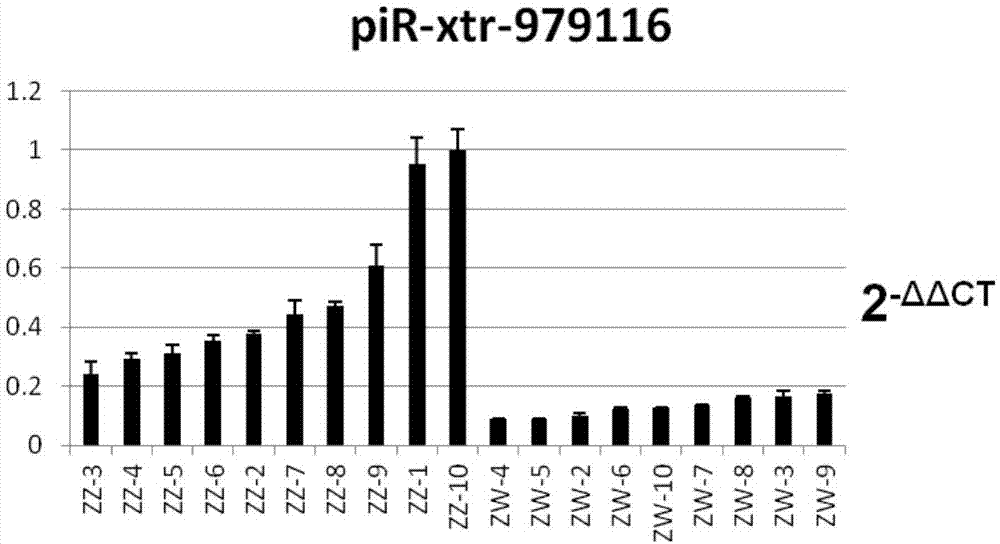 半滑舌鳎性别标签piR-xtr-979116的应用的制作方法