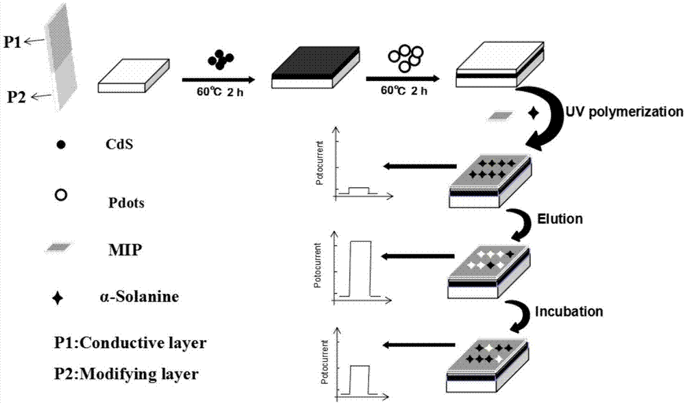 一种基于有机-无机量子点p-n异质结构的分子印迹光电化学传感器及其