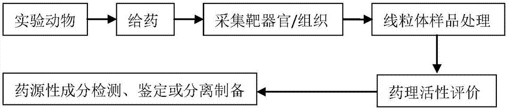 基于“线粒体药理学”与“线粒体药物化学”的中药药效物质研究方法与流程