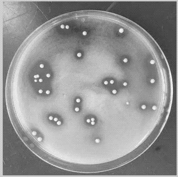 一株植物乳杆菌的制作方法