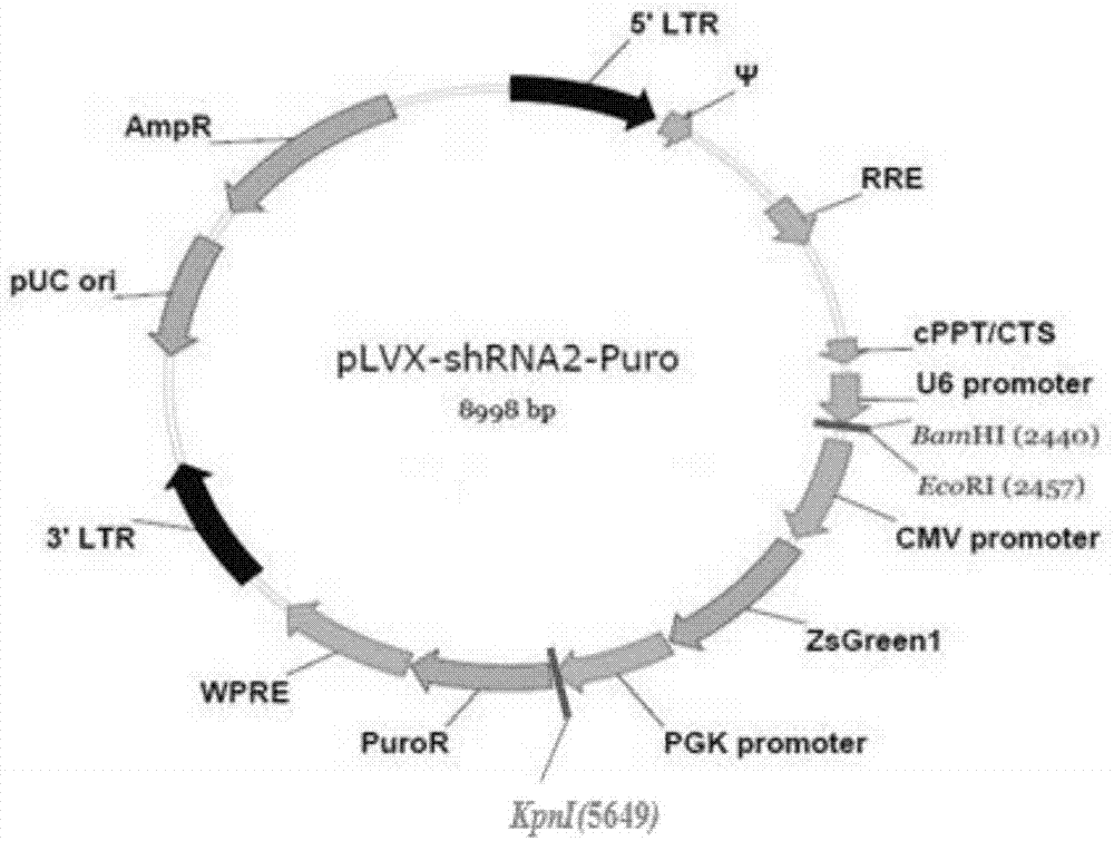特异抑制3β-HSD基因表达的shRNA重组载体构建与应用的制作方法