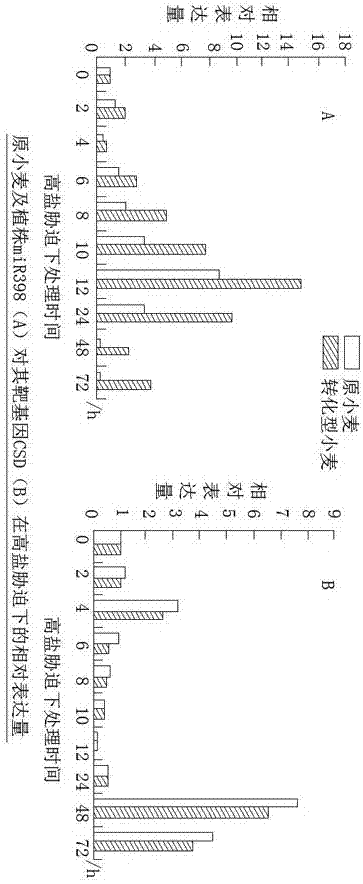 一种提升小麦植株抵抗盐害胁迫的方法与流程