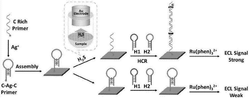高灵敏H2S电致化学发光传感器的制备方法及其应用与流程