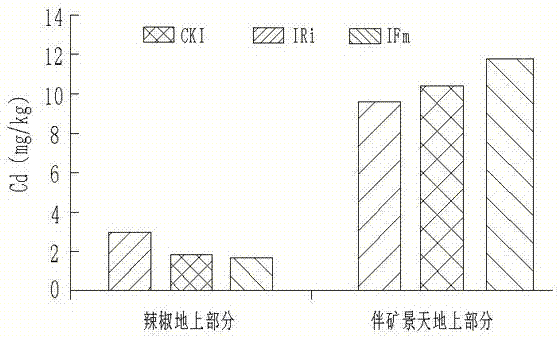 间作法联合AM真菌降低辣椒及土壤中镉、锌含量的方法与流程