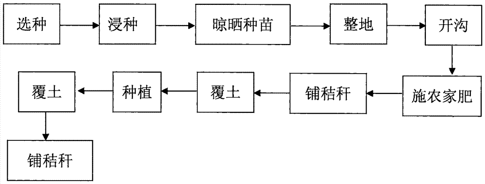 一种珠芽黄魔芋的种植方法与流程