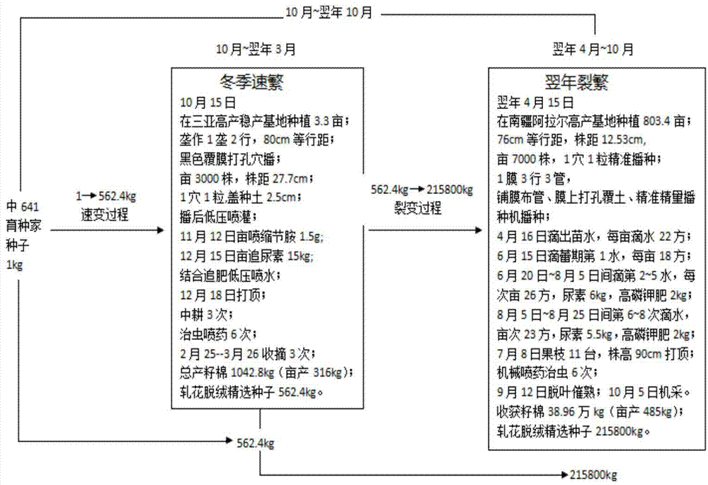 一种年20万倍棉花制种的方法与流程