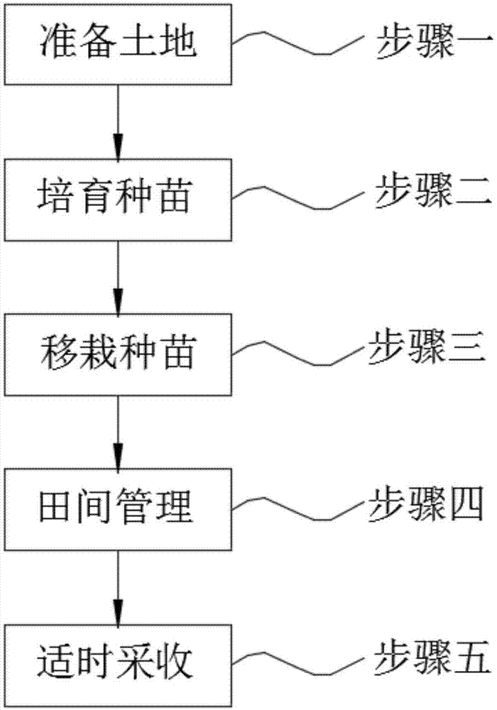 一种葛根的种植方法与流程