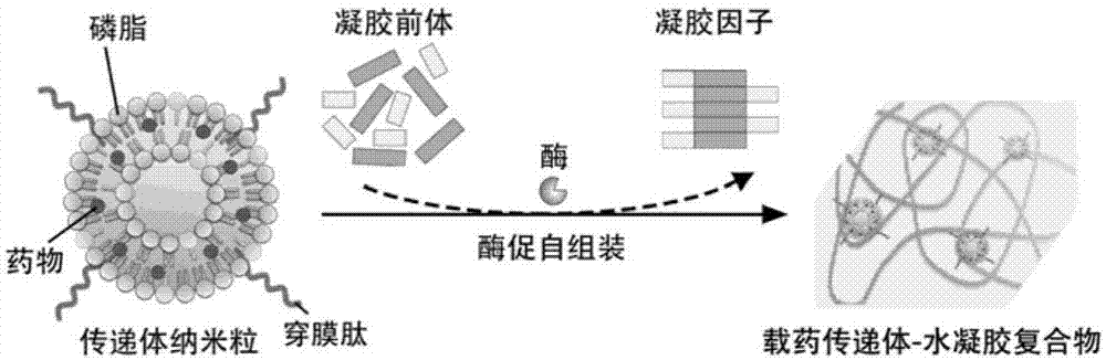 水凝胶-纳米粒复合药物载体及其在皮肤/粘膜给药系统中的应用的制作