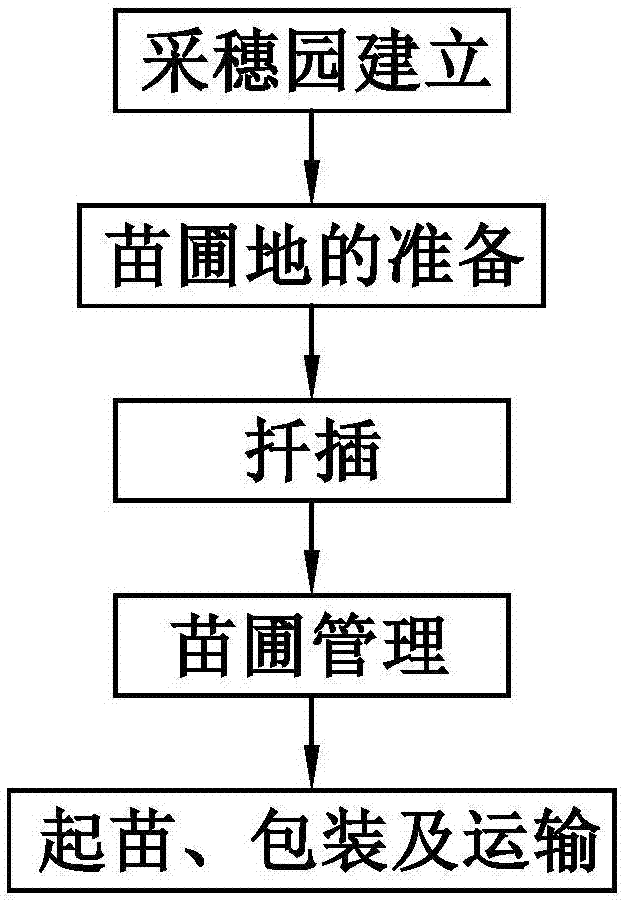 茶树短穗扦插培育方法与流程