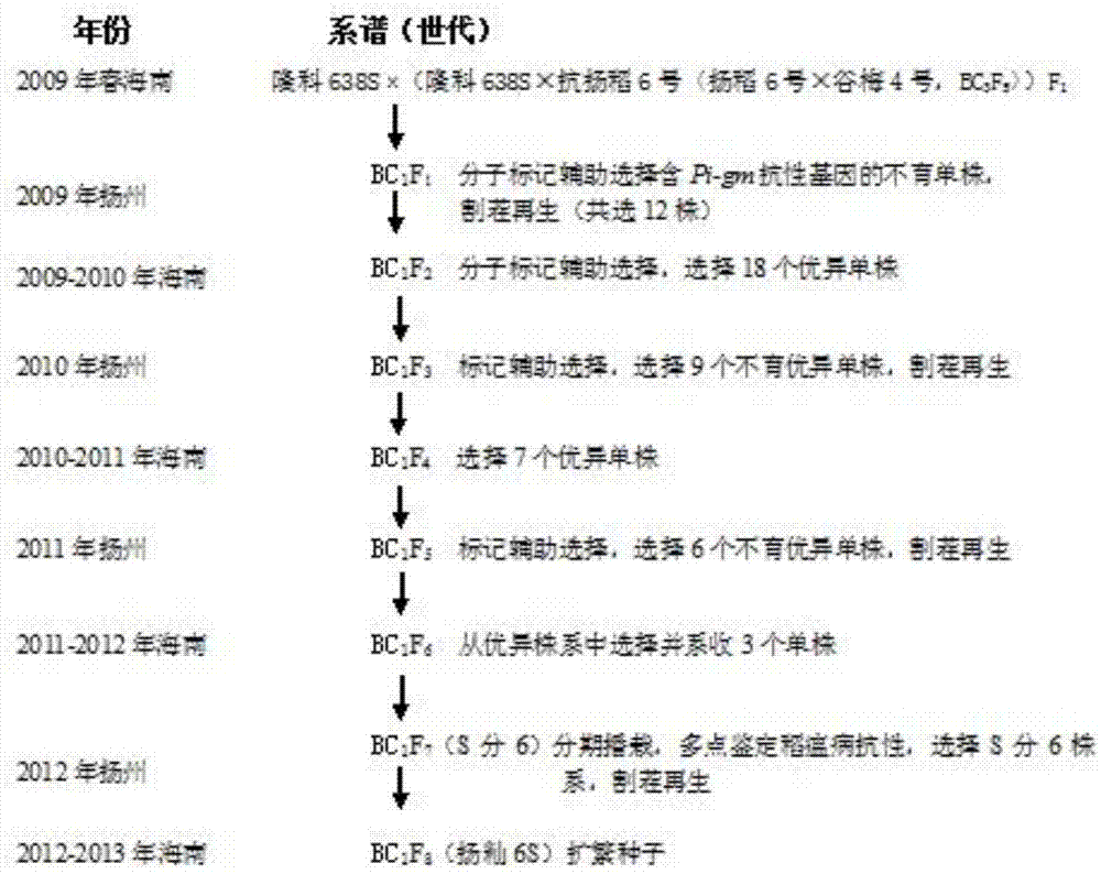 抗稻瘟病优质高产两系杂交籼稻组合的选育方法与流程