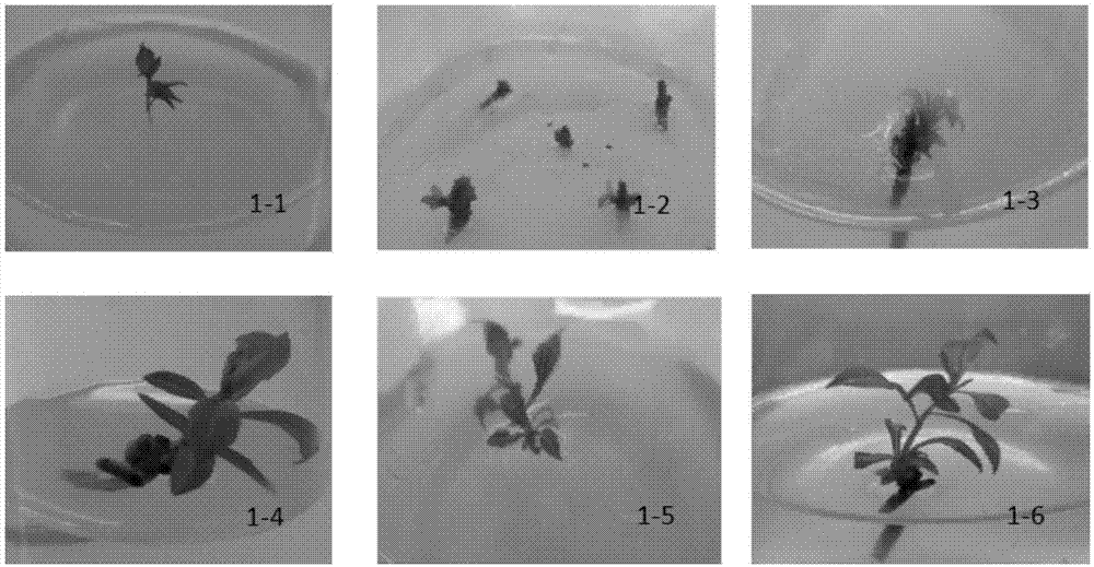 一种天使红软籽石榴组织培养快繁方法与流程