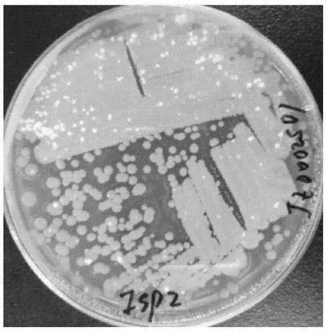 一种兼具生物肥料与生物农药潜力的土壤链霉菌的制作方法