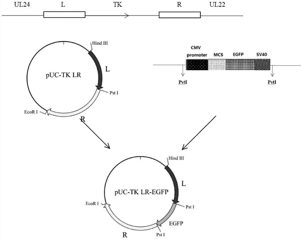 重组猪伪狂犬病毒rPRV HN2012-TK-/gE-/gI-及其构建方法和应用与流程