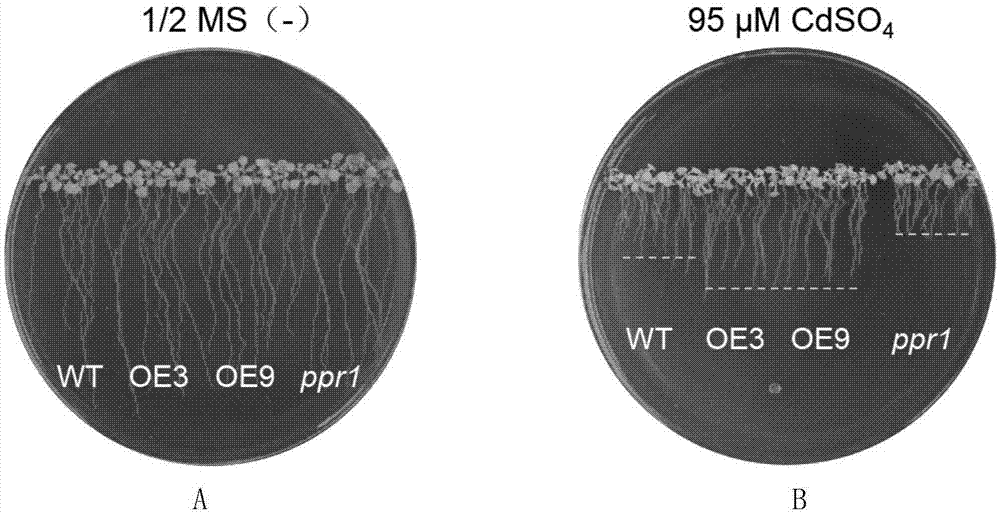 拟南芥PPR1基因在调控植物抗镉性能中的应用的制作方法