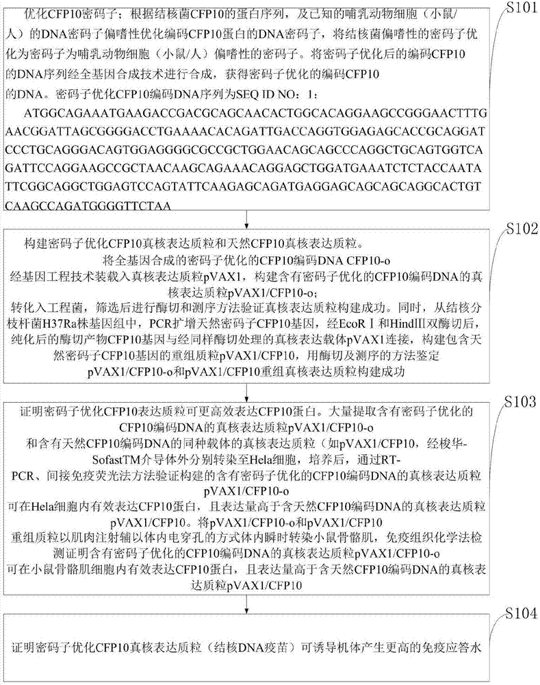 一种包含密码子优化CFP10基因的结核DNA疫苗的制作方法