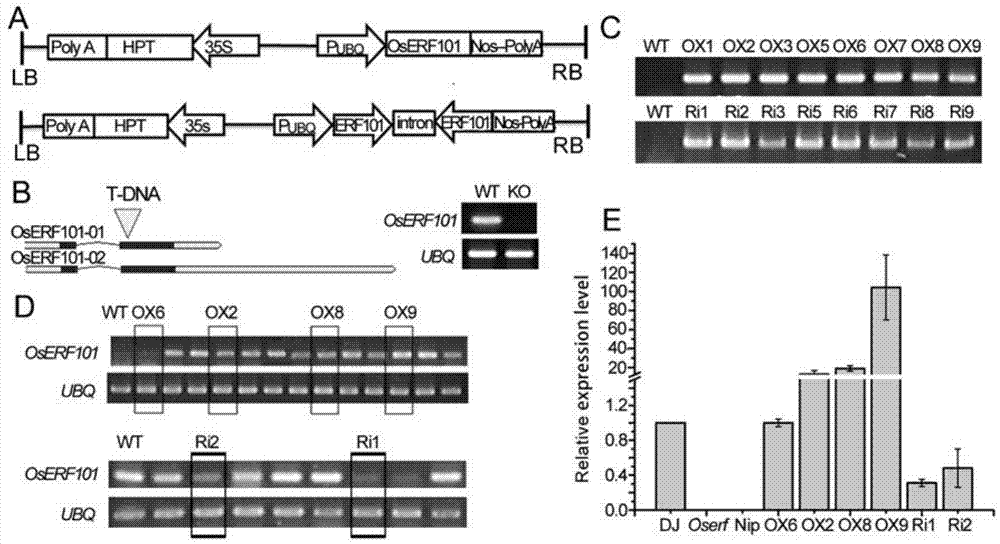 水稻OsERF101基因在提高干旱天气下水稻结实率上的应用的制作方法