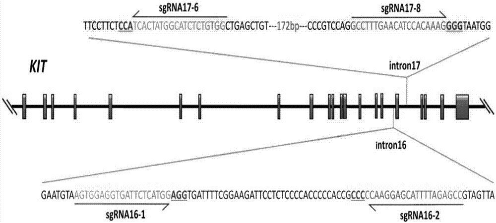 一种利用CRISPRCas9技术纠正猪KIT基因结构突变的方法与流程