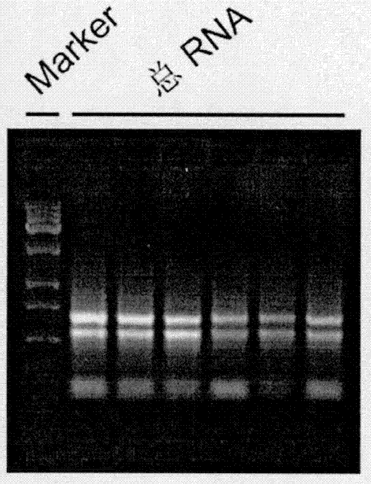 一种mRNA 3’末端混合建库的反转录引物及其用途的制作方法