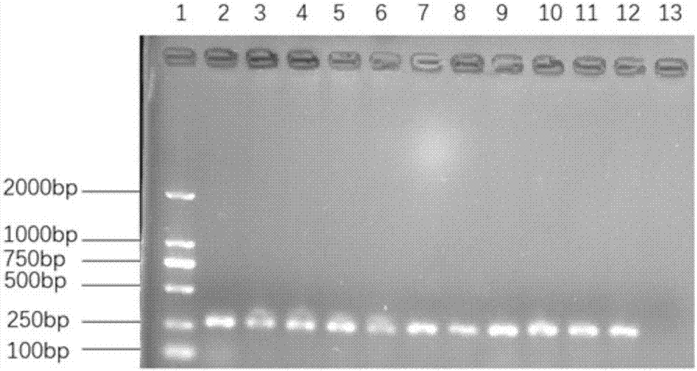 一对检测伯杰氏菌属的特异性引物、试剂盒及PCR检测方法与流程